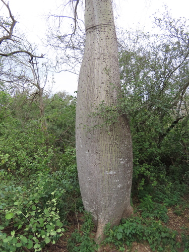 Ceiba chodatii, photograph 6