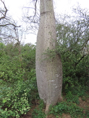 Ceiba chodatii, photograph (c) Nicolas Olejnik, some rights reserved (CC BY)