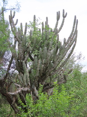 Stetsonia coryne, photograph (c) Nicolas Olejnik, some rights reserved (CC BY)