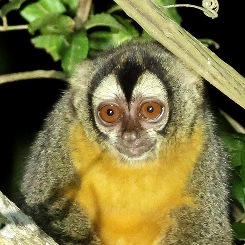 Azara's Night Monkey