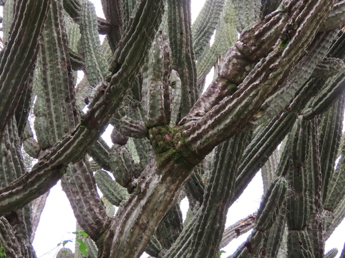 Stetsonia coryne, photograph 4