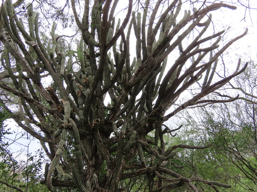 Stetsonia coryne, photograph 6
