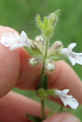 Stachys nigricans