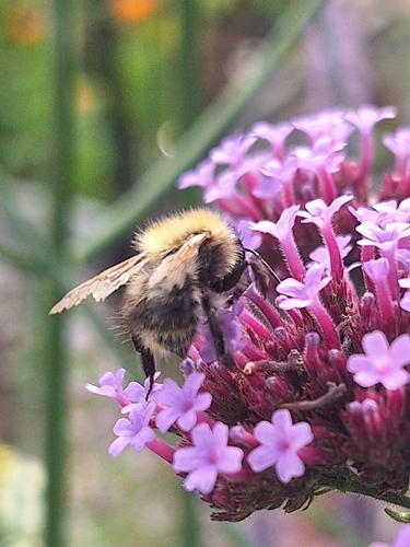 Bombus pascuorum
