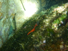 Tripterygion melanurus