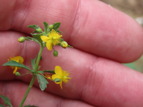 Scoparia montevidensis