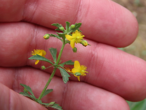 Scoparia montevidensis, photograph 1