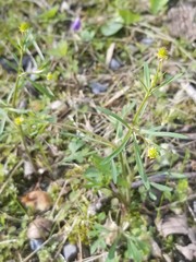 Ranunculus allegheniensis