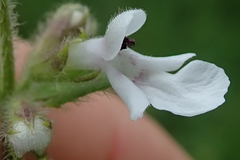 Stachys nigricans