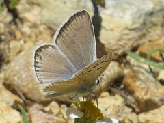 Polyommatus nivescens