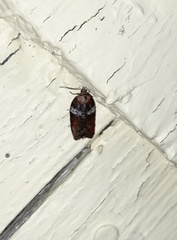 Acleris celiana