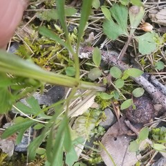 Ranunculus allegheniensis