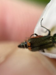 Malachius bipustulatus