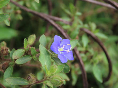 Hydrolea elatior (Hydrolea elatior)