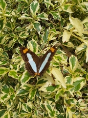 Adelpha iphicleola