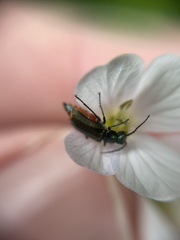 Malachius bipustulatus