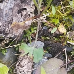 Ranunculus allegheniensis