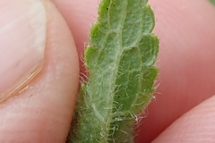 Stachys nigricans