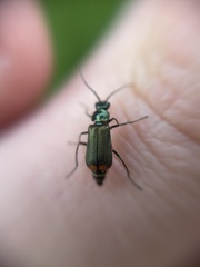 Malachius bipustulatus