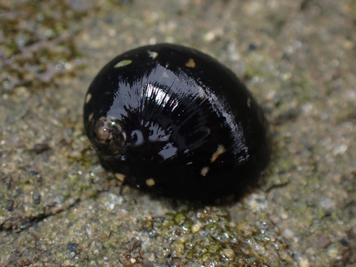 Nerita japonica, 2026-08-27