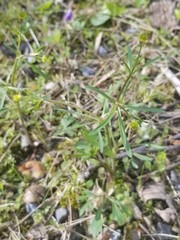 Ranunculus allegheniensis