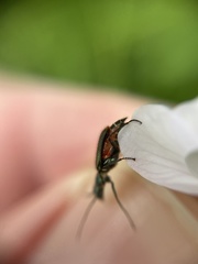 Malachius bipustulatus