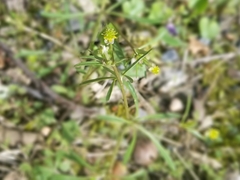 Ranunculus allegheniensis