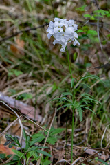 Cardamine trifida