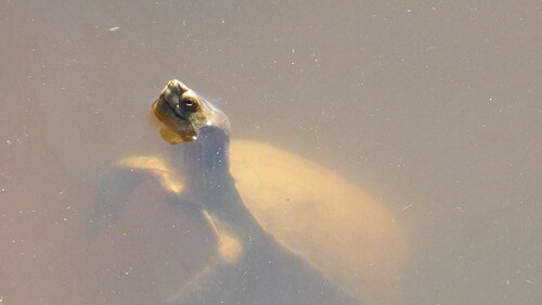 Mediterranean Turtle