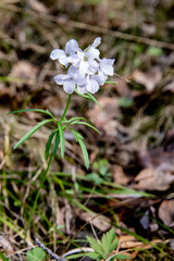 Cardamine trifida