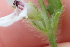 Stachys nigricans
