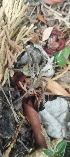 Radiated Wolf Spider