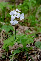 Cardamine trifida