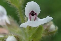 Stachys nigricans