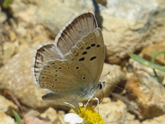 Polyommatus nivescens