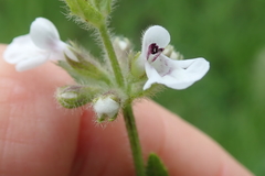 Stachys nigricans