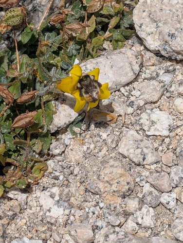 iNaturalist observation photo of Bumble Bees