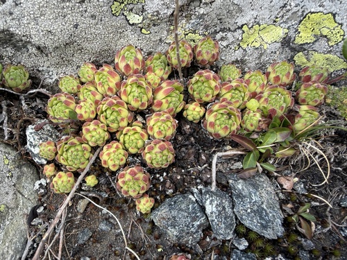 Sempervivum montanum, photograph 6
