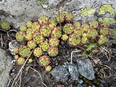 Sempervivum montanum, photograph (c) Katrin Simon, some rights reserved (CC BY)