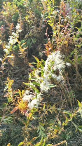 fireweed
