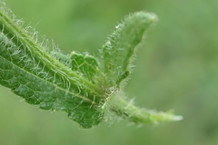Stachys nigricans