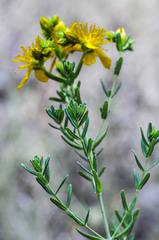Hypericum perforatum perforatum