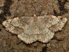 Stegania trimaculata