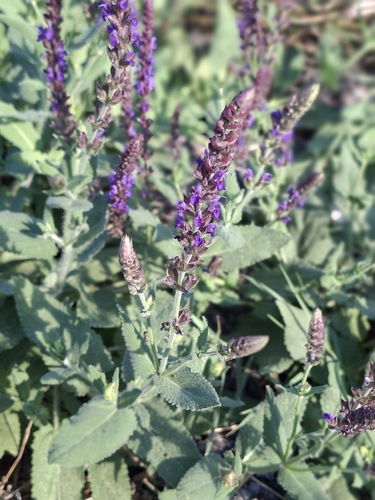 Purple Wood Sage