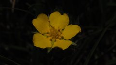 Potentilla gracilis fastigiata