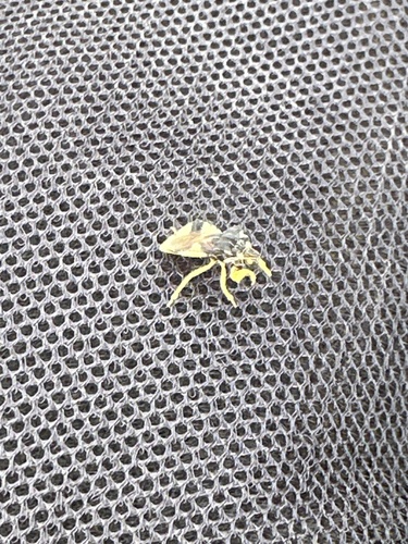 Jagged Ambush Bug