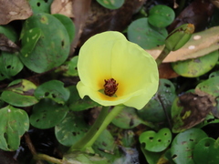 Hydrocleys nymphoides