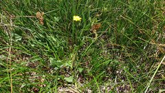 Potentilla gracilis fastigiata