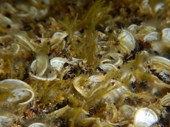 Padina pavonica
