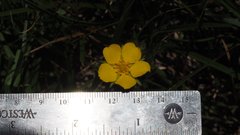 Potentilla gracilis fastigiata